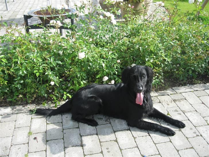 Flat coated retriever Chico billede 11