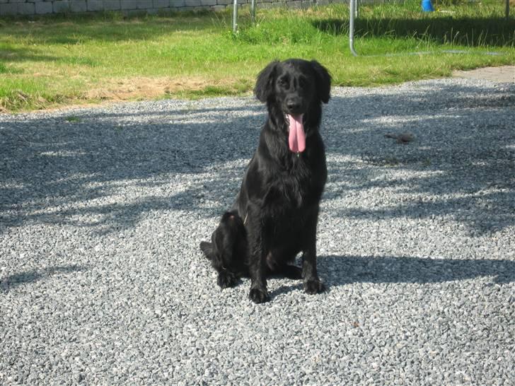 Flat coated retriever Chico billede 12