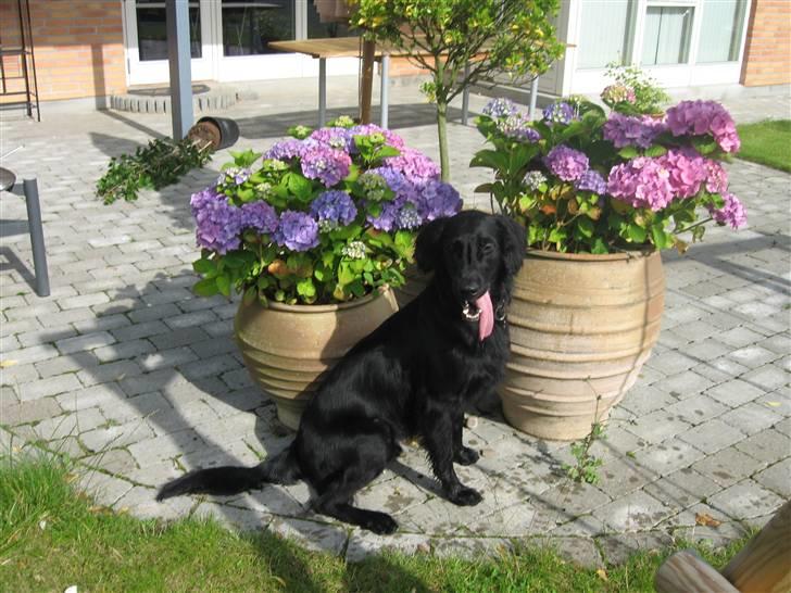 Flat coated retriever Chico billede 13