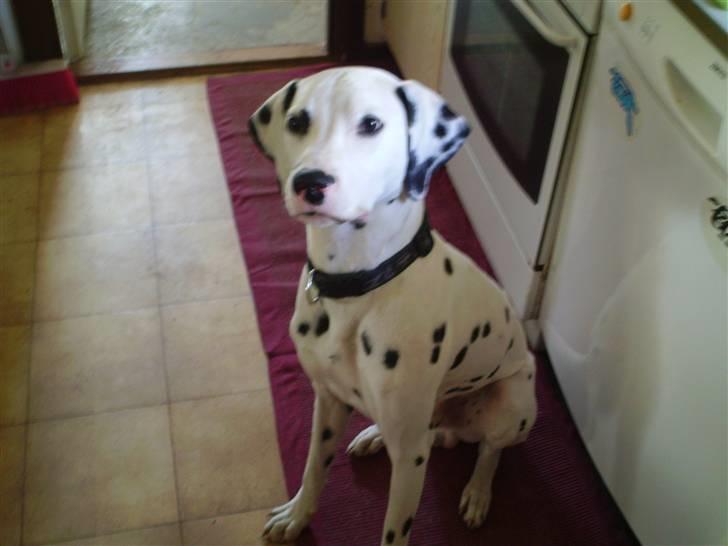 Dalmatiner Terkel - Allando ! billede 1