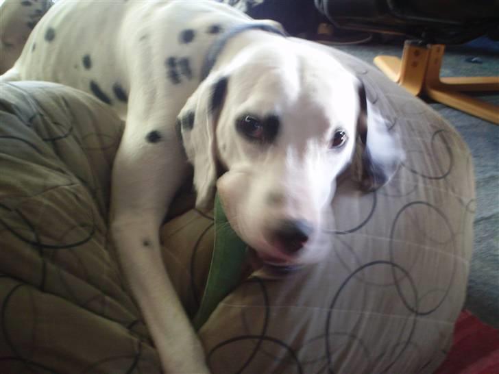 Dalmatiner Terkel - Grrr..... Mit kødben! billede 2