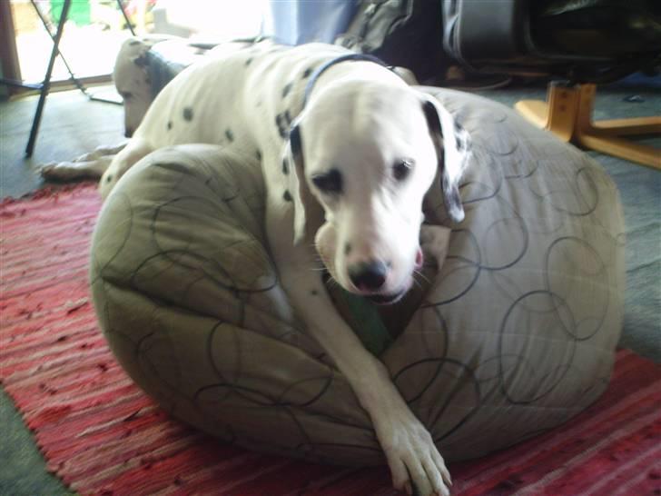 Dalmatiner Terkel - Mit og kun mit... My Precious.. :) billede 3