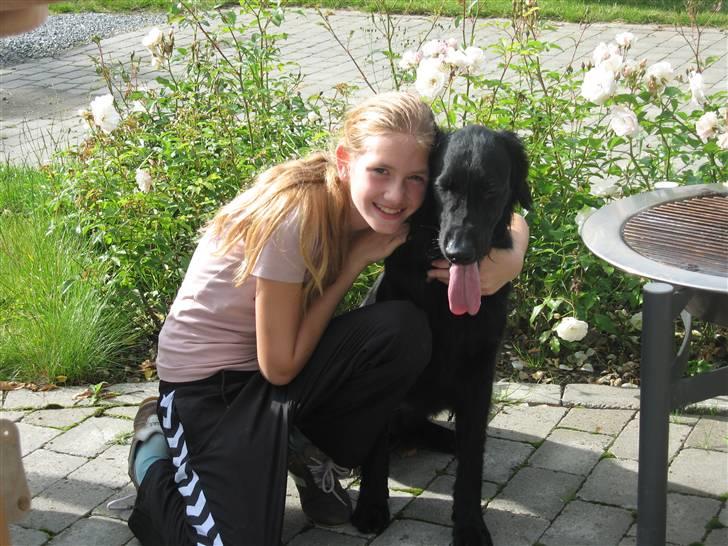 Flat coated retriever Chico billede 14