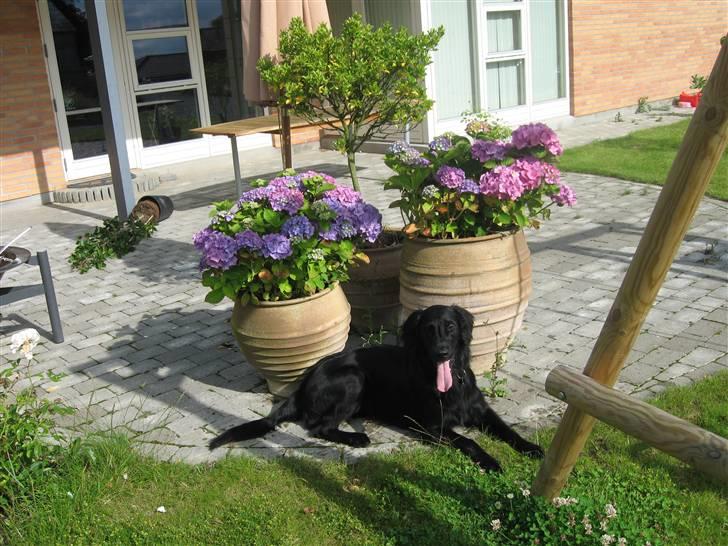 Flat coated retriever Chico billede 15