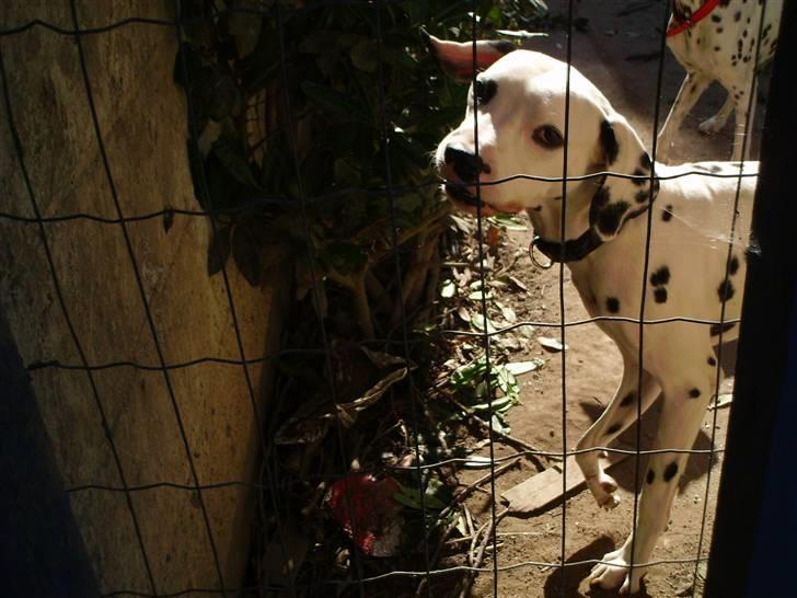 Dalmatiner Terkel - Grrr.... :) ude i det dejlige solskin.. vil ikke forstyrres ! billede 4