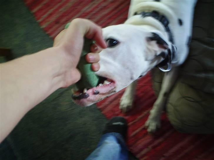 Dalmatiner Terkel - Hvad fan..... Prøver du at tage det fra mig ? Grrr !! billede 5