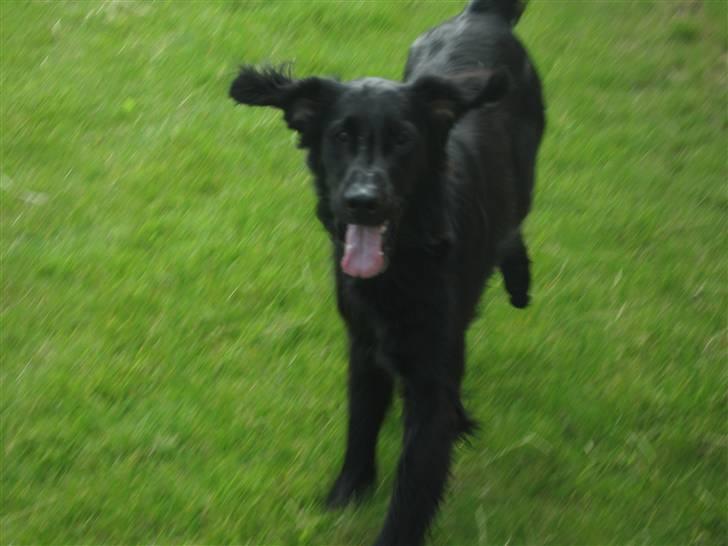 Flat coated retriever Chico billede 16