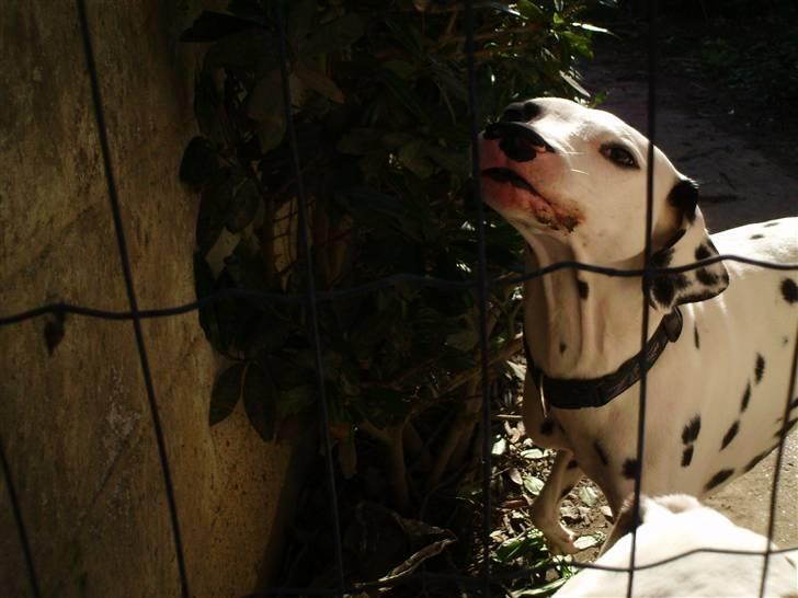 Dalmatiner Terkel - Vuuuuf :) billede 6