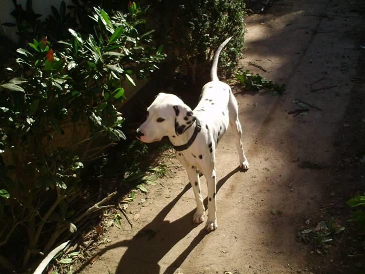 Dalmatiner Terkel - Hvad er det? Ja, jeg er en rigtig hvalp :) billede 7