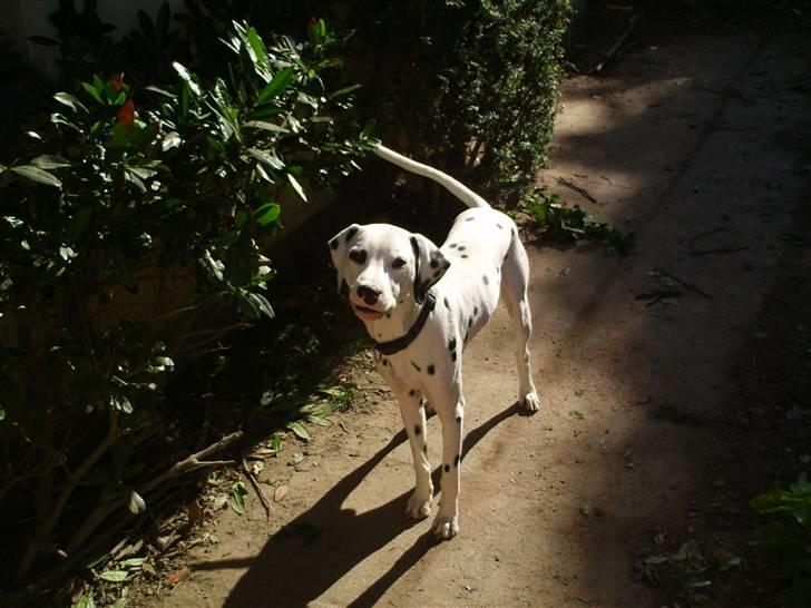 Dalmatiner Terkel - Vov =) billede 8