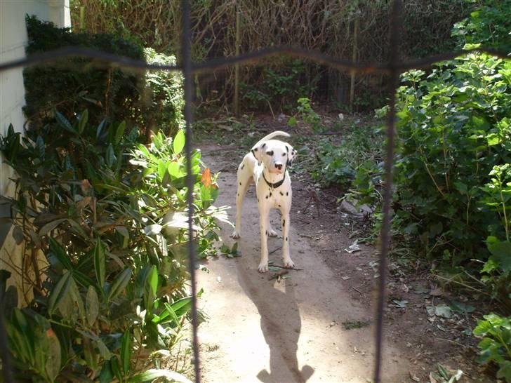 Dalmatiner Terkel - Med dejlige grønne omgivelser.. billede 9