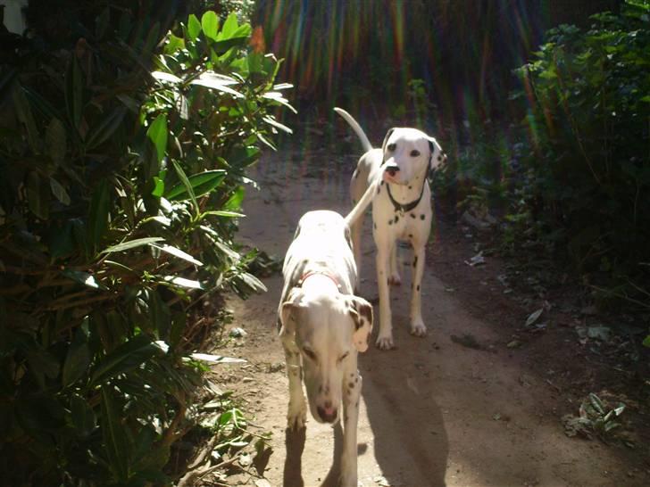 Dalmatiner Terkel - Sammen med den gamle, solen skinner fra oven.. billede 10