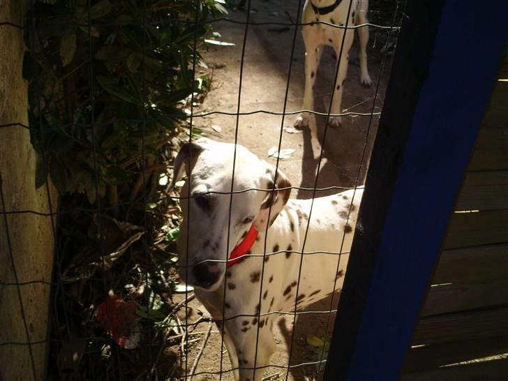 Dalmatiner Terkel - Der står den gamle.. gad vide om vi kunne finde på en måde at drille hende på :) billede 11