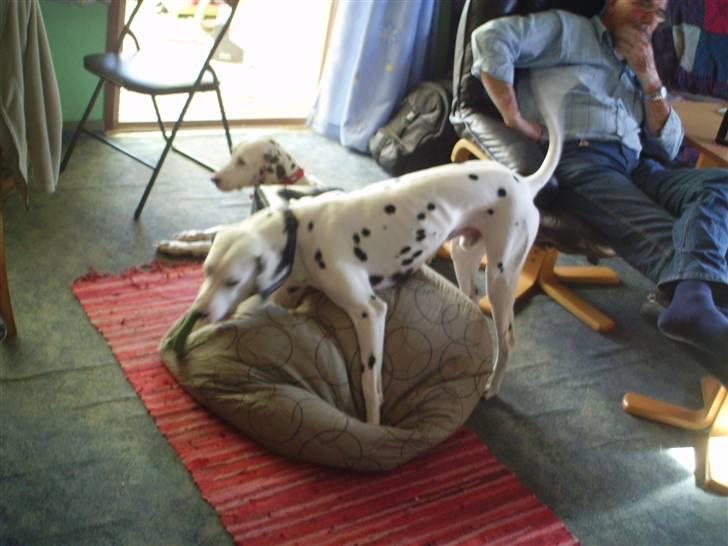 Dalmatiner Terkel - så har vi skubbet den gamle ned for at få plads til os og kødbenet... billede 12