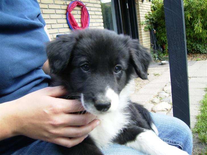 Border collie Cody billede 6