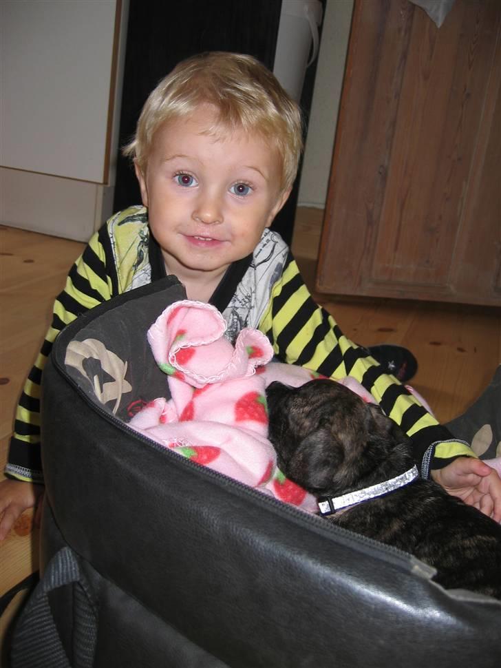 Blanding af racer Betty billede 9