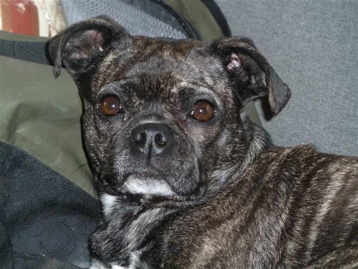 Blanding af racer Betty billede 10