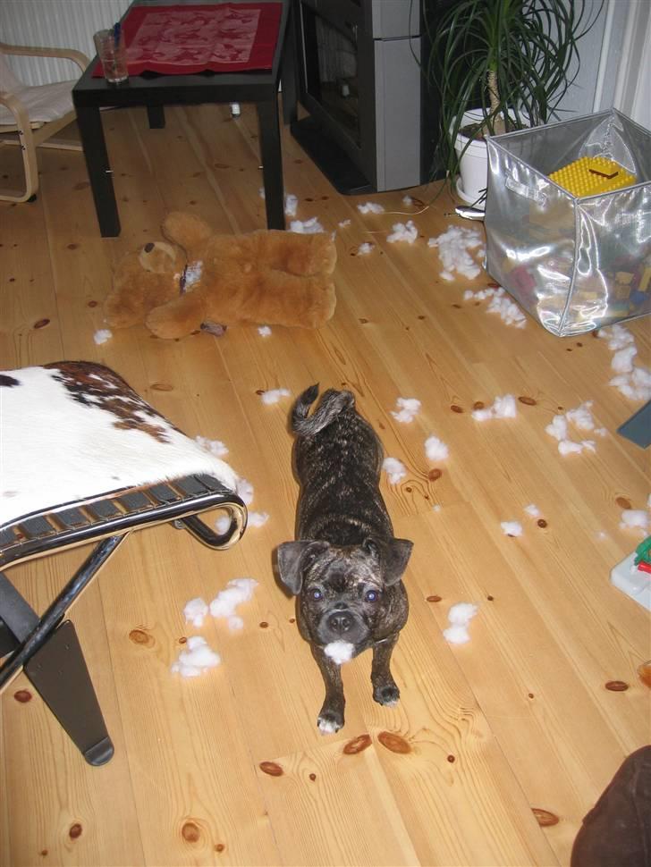 Blanding af racer Betty - Betty har myrdet sin yndlings bamse. billede 11