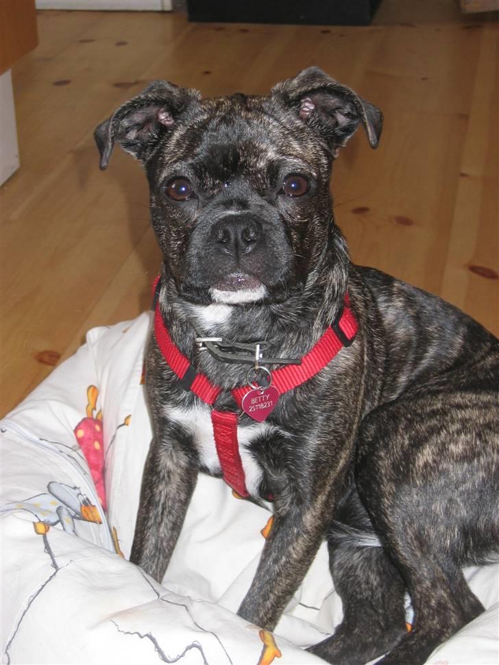 Blanding af racer Betty billede 13