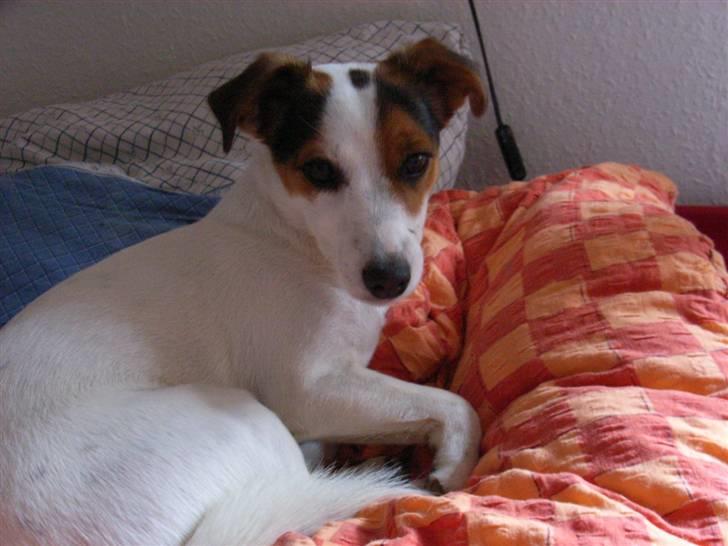 Jack russell terrier Pie     billede 11