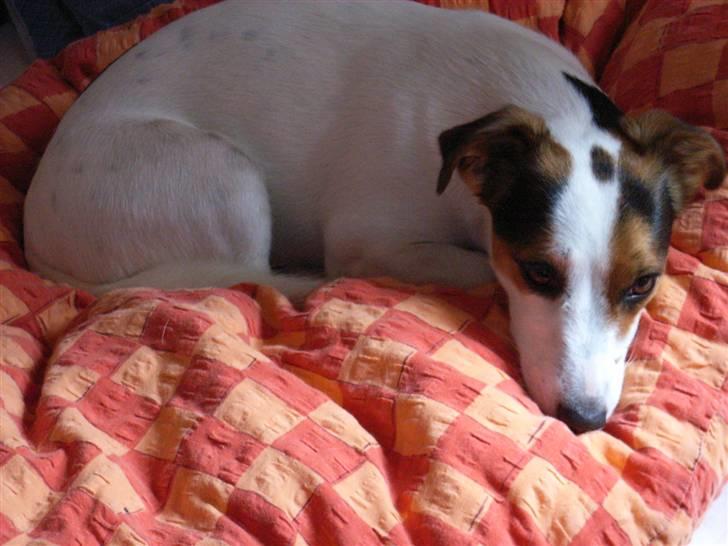 Jack russell terrier Pie     billede 12