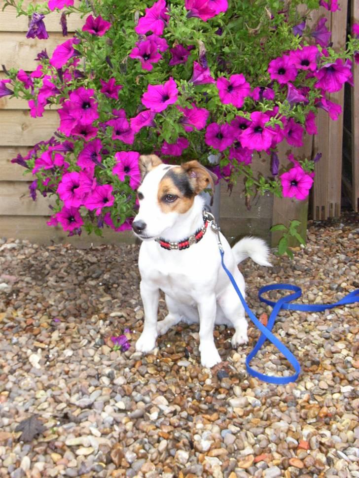 Jack russell terrier Pie     billede 13