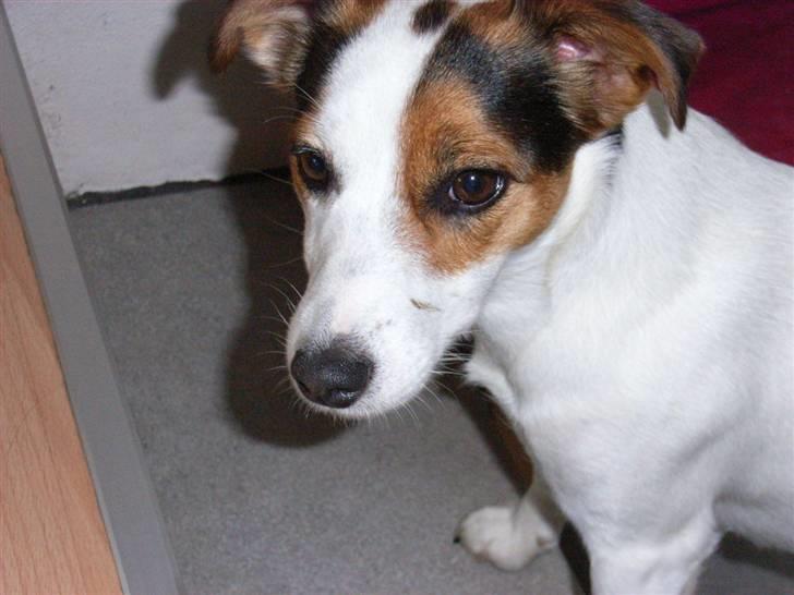 Jack russell terrier Pie     billede 14