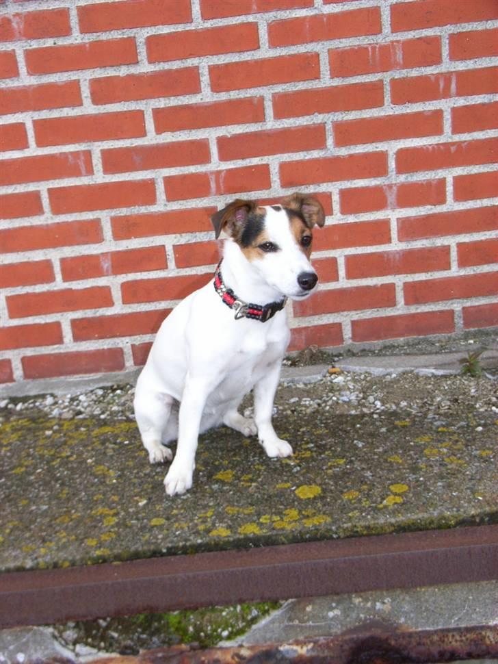 Jack russell terrier Pie     billede 15
