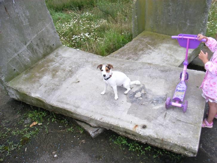 Jack russell terrier Pie     billede 16