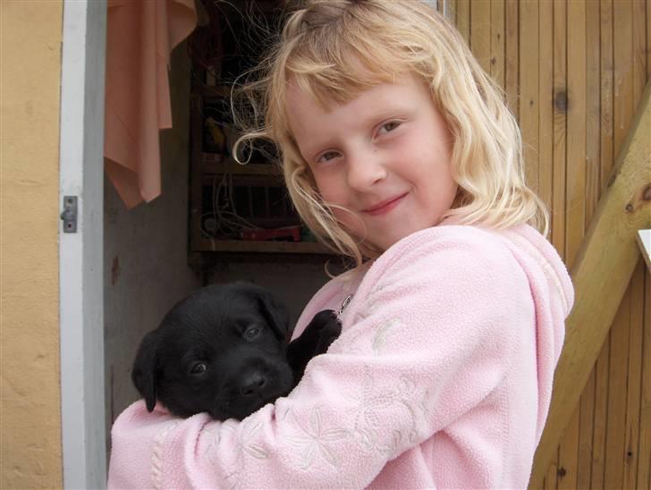 Labrador retriever Max - Her nusser Stinna & Max, han er ca. 4,5 uge her billede 2