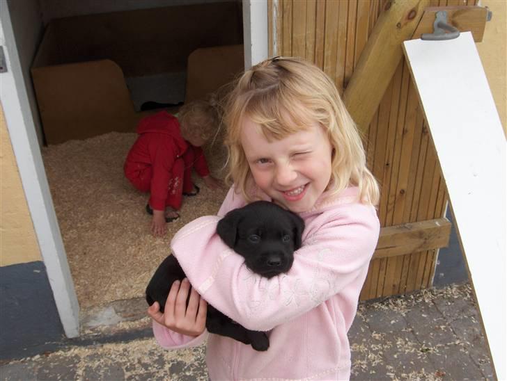 Labrador retriever Max - Stinna & Max igen billede 3