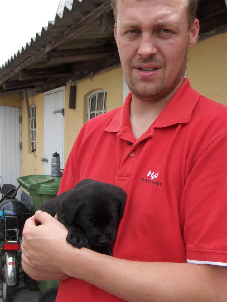 Labrador retriever Max - Her putter han sig ind til Bo billede 4