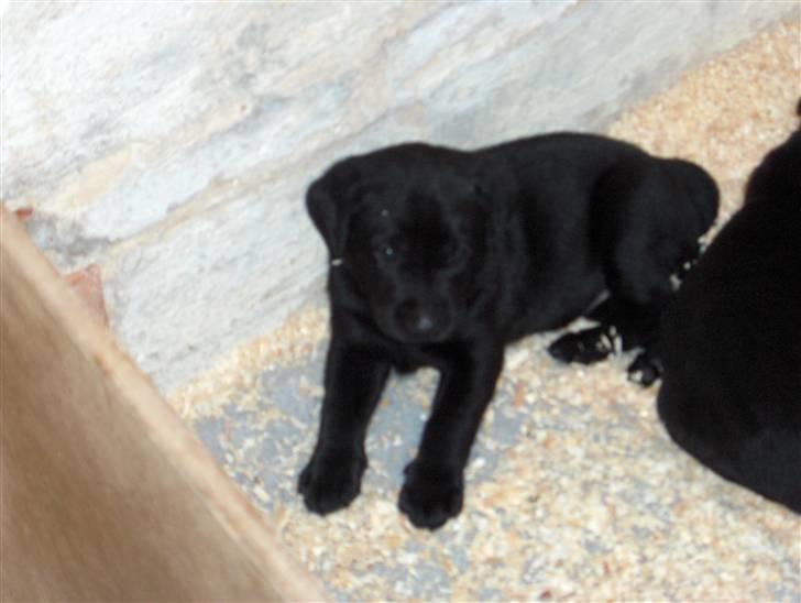 Labrador retriever Max - Efter en eftermiddag med gæster trænger man til en lur i den trygge kasse. billede 5