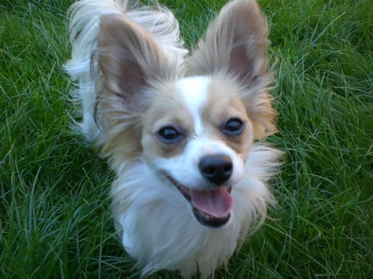 Papillon Balou  - Basse billede 4