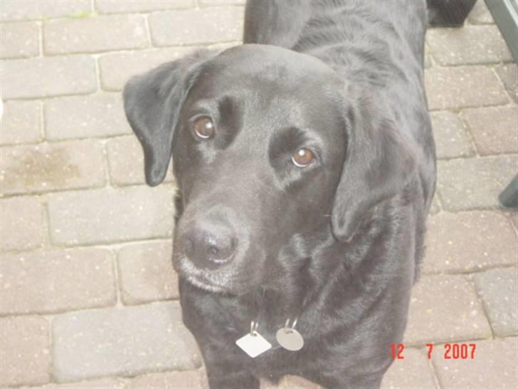Labrador retriever Ann billede 1