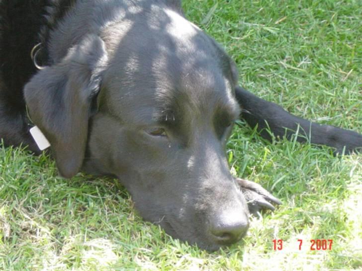 Labrador retriever Ann billede 2