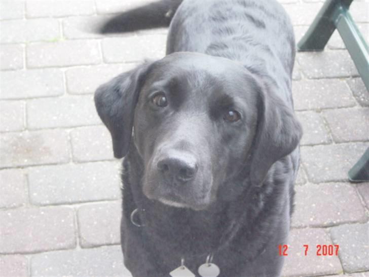 Labrador retriever Ann billede 3