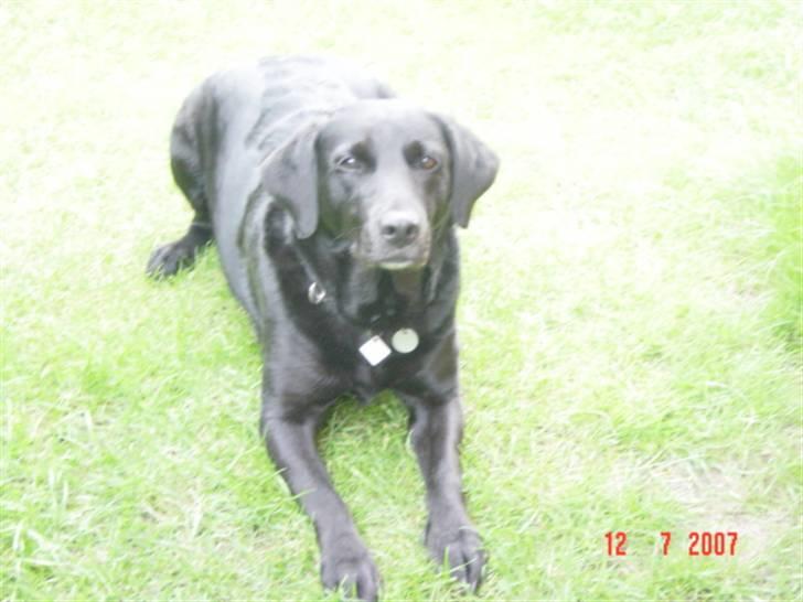 Labrador retriever Ann billede 4