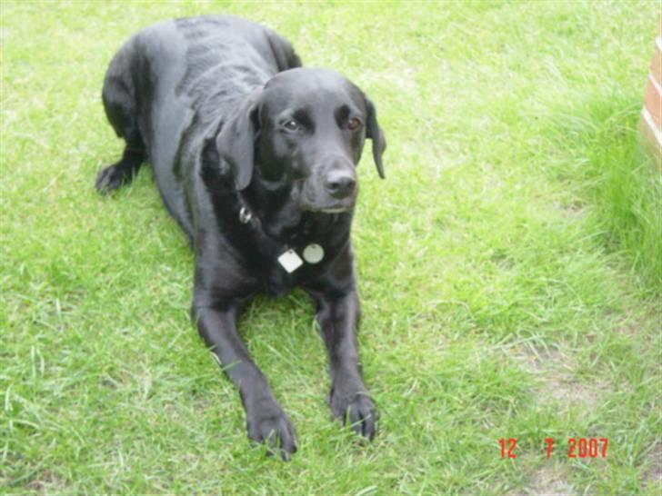 Labrador retriever Ann billede 5