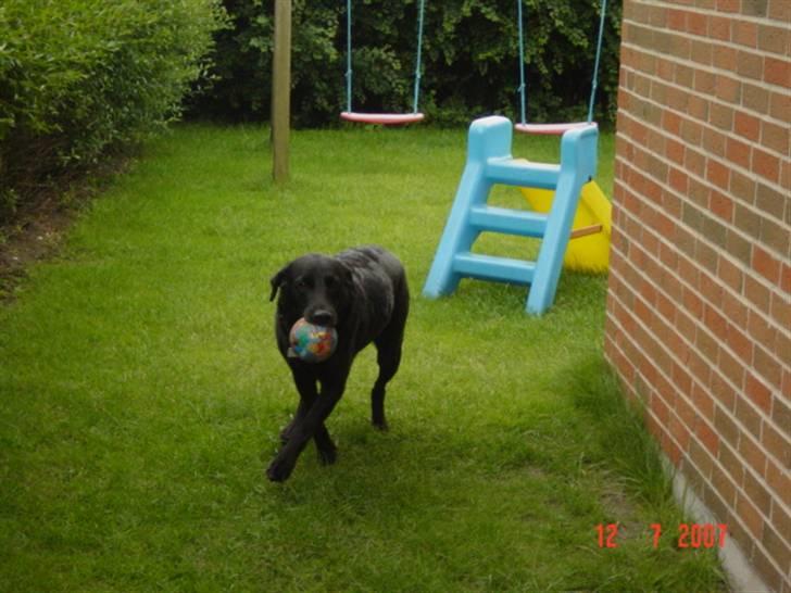 Labrador retriever Ann billede 6