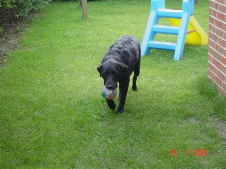 Labrador retriever Ann billede 9