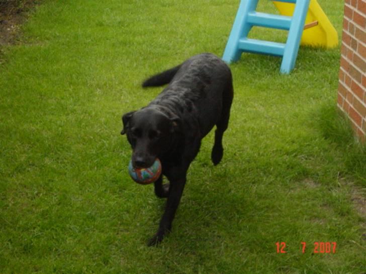 Labrador retriever Ann billede 10