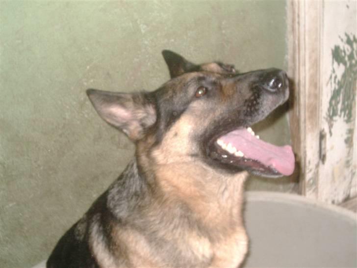 Schæferhund tessa billede 14