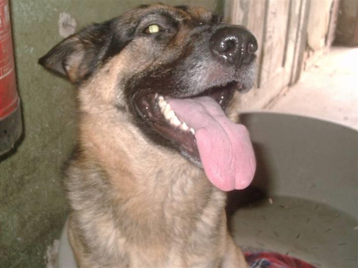 Schæferhund tessa billede 15