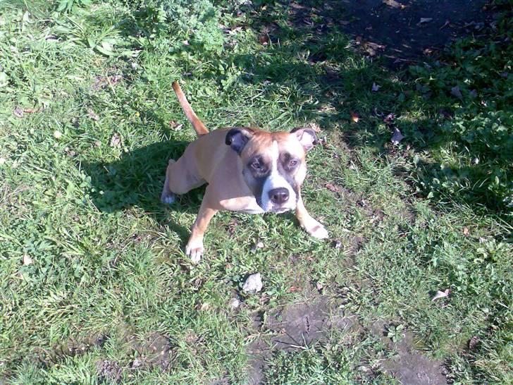 Amerikansk staffordshire terrier Rynke R.I.P verdens bedste Rynke - Ja ikke engang når men skal tisse, kan man blive fri for det skide kamera... Har i aldrig hørt om lidt privat liv??? billede 7