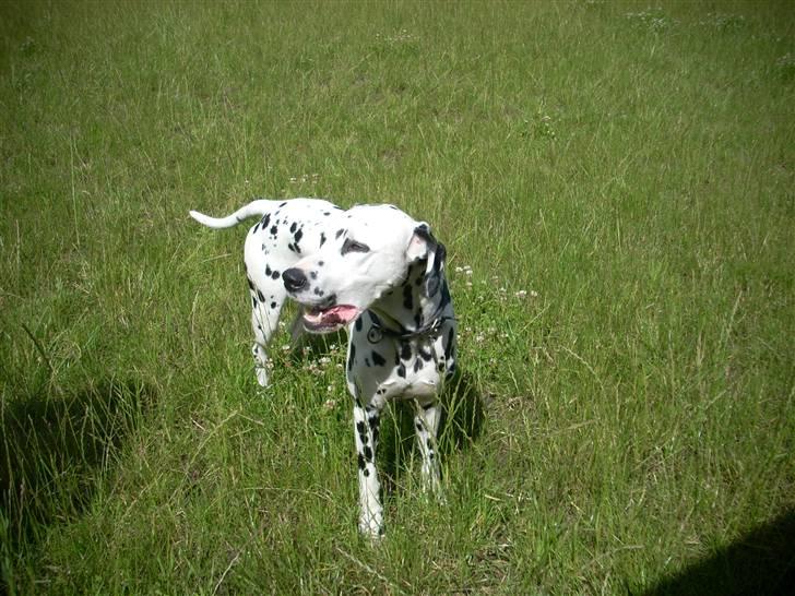 Dalmatiner Minalli's Noble Naval - Naval der har fået sig forvildet ind på ridebanen. billede 9