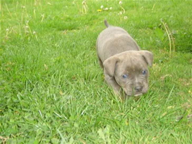 Amerikansk staffordshire terrier Cosmo - Cosmo hel lille billede 1