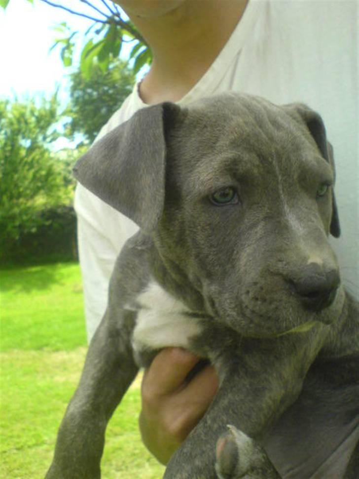 Amerikansk staffordshire terrier Cosmo - føste gang vi ser ham billede 2