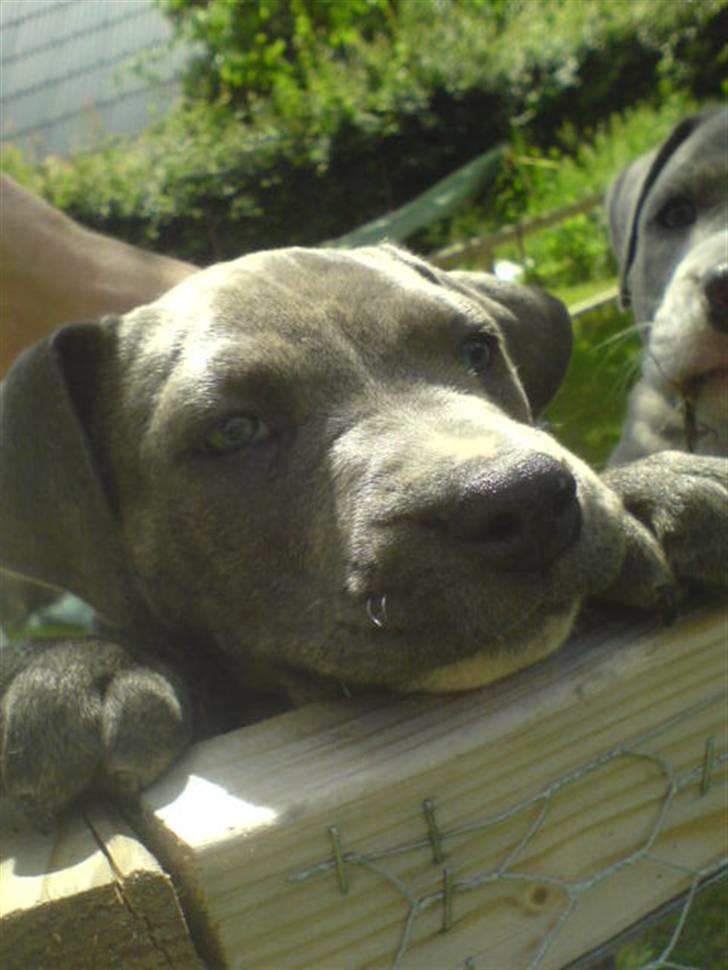 Amerikansk staffordshire terrier Cosmo - meget farlig hund hehehe ;-D billede 3