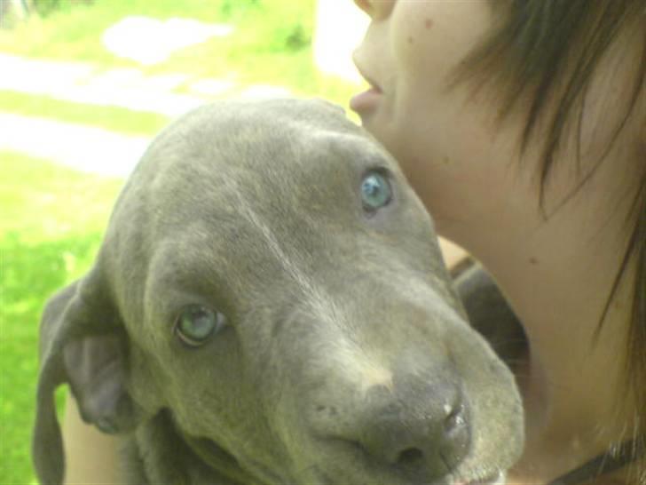 Amerikansk staffordshire terrier Cosmo - første gang han ser min dame billede 4